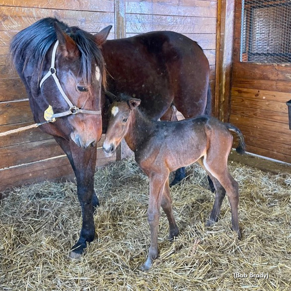 Manchegos first foal