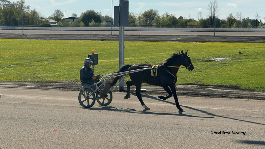 Standardbreds training over the new five-eighths-mile track at Grand River Raceway