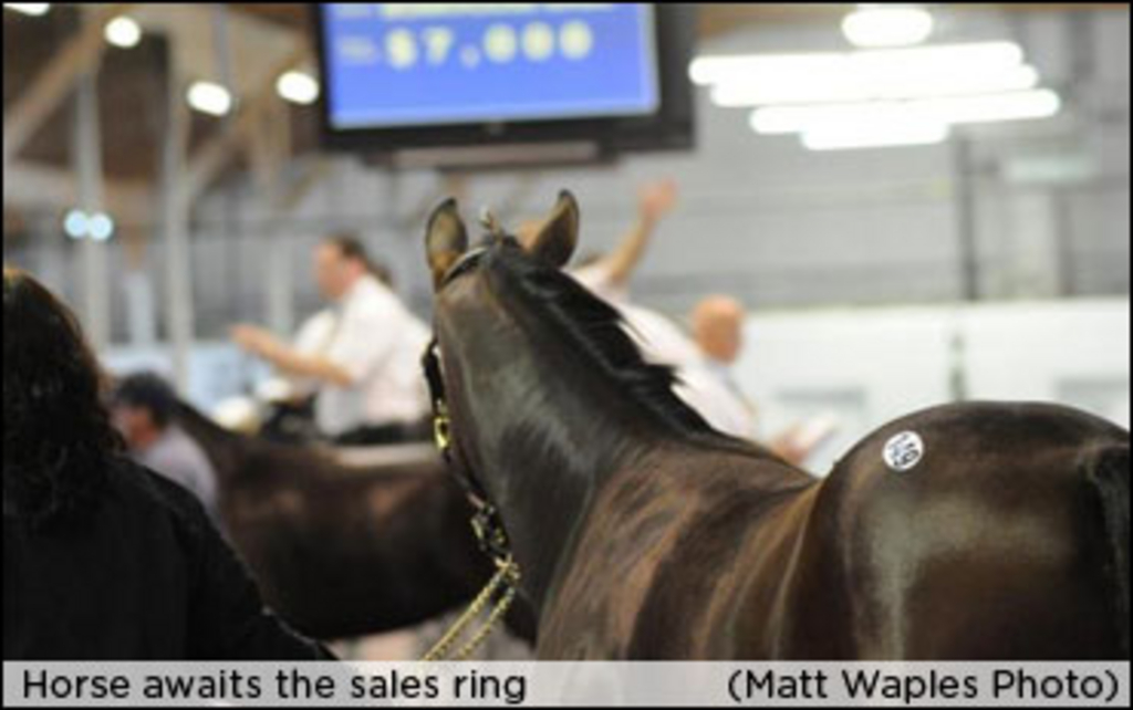 horse-will-be-sold_0.jpg