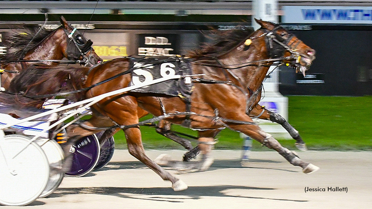 Ourlittlemiracle and Vicious Circle in a dead-heat finish at Pompano Park