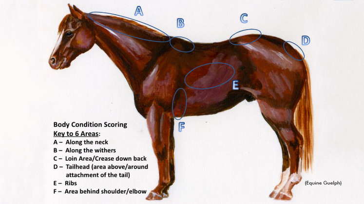 Horse body condition evaluation areas