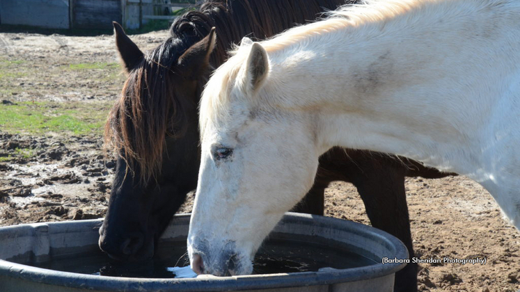 Horses drinking water
