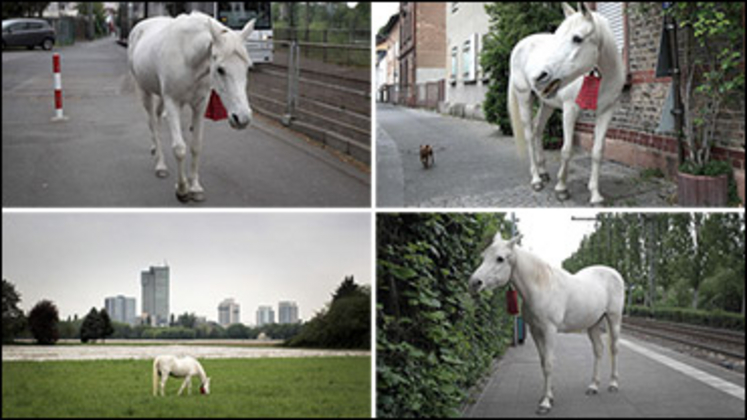 Jenny-White-Horse-Germany-370px.jpg