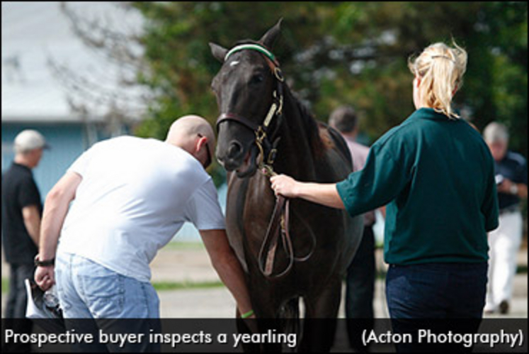buyer-inspects-yearling.jpg