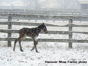 First 'Donato' Foal Arrives At Hanover