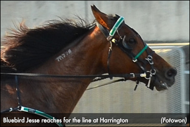 Bluebird Jesse Tops Harrington Trotters