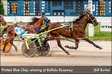 Protect Blue Chip Doesn't Disappoint