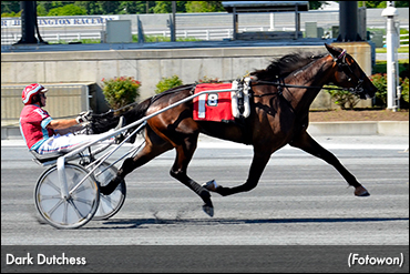DSBF Trots Commence At Harrington