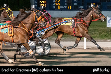 Bred For Greatness Keeps Winning