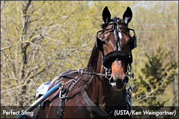 Perfect Sting Ready For Pace Elim