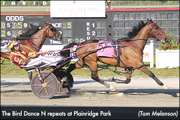 The Bird Dance N Repeats At Plainridge