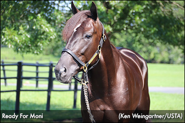 Takter Aims For Hambo History