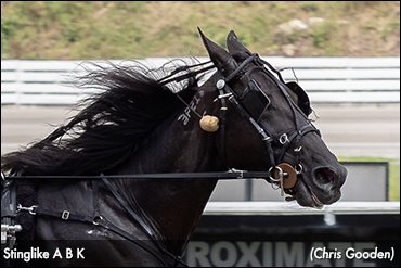 Stinglike A B K Soars At Meadows