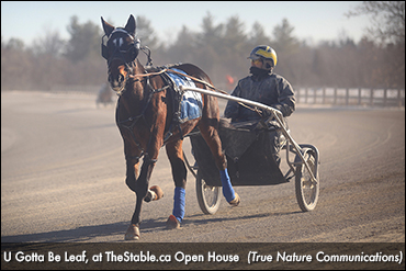 TheStable.ca Raises $3K For OSAS