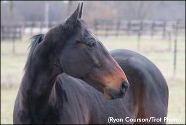 TLC For Senior Horses