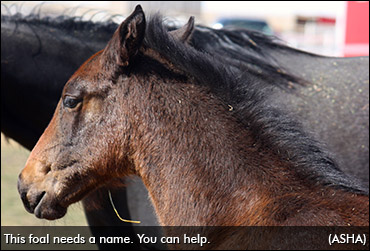 Last Day For Name That Foal Contest