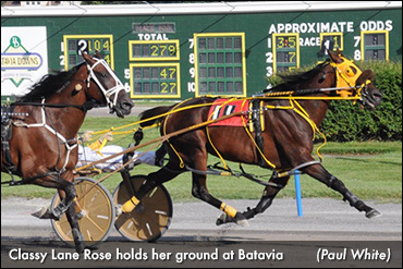 Classy Lane Rose Blossoms At Batavia