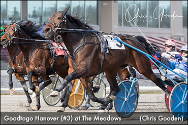 Goodtogo Hanover Pounces At Meadows