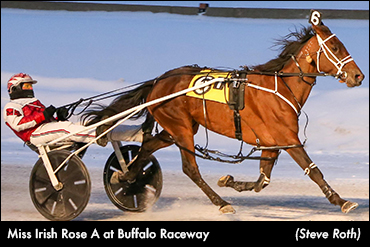 Miss Irish Rose A Best At Buffalo