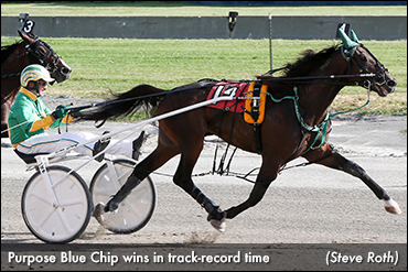Buffalo Record For Purpose Blue Chip 
