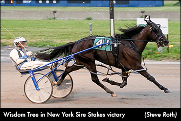 Cummings Brothers Sweep Buffalo NYSS