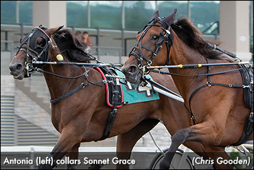 Antonia Upends Sonnet Grace In PASS
