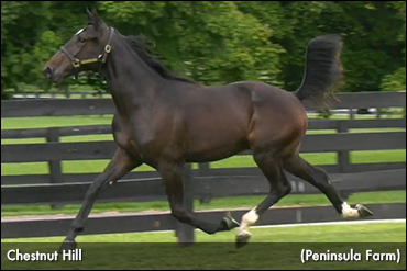 New Sale Topper At Lexington