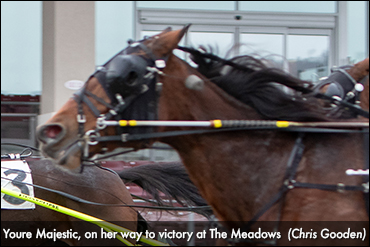 Youre Majestic Pounces At The Meadows