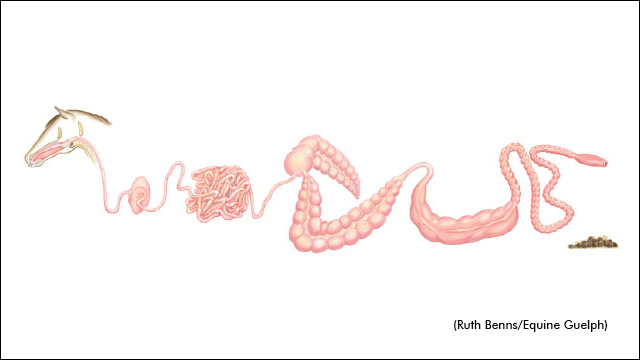 Supplement Studies Explore Gastric Health