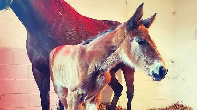 Farms' First Foals On Ground