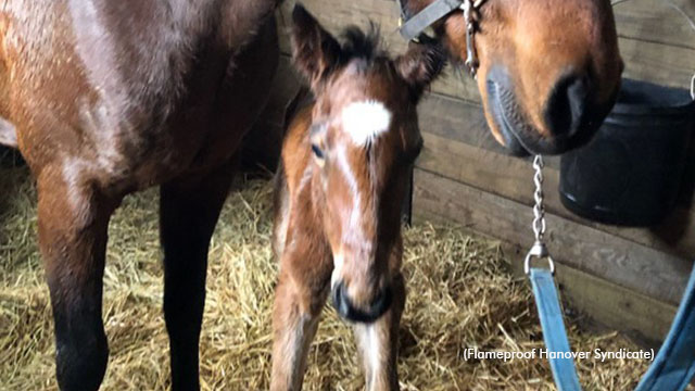Flameproof Hanover's First Foal Arrives