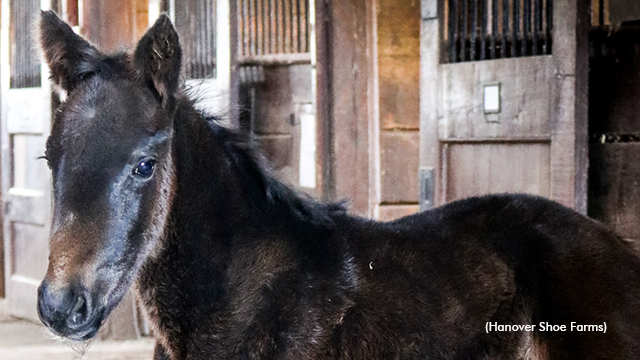 Hanover's First Tall Dark Stranger Foal Arrives
