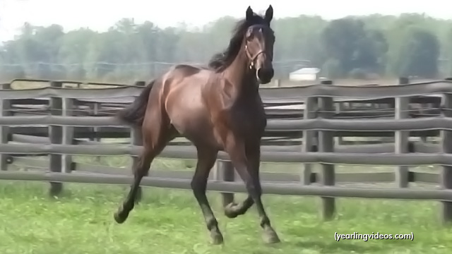 Sea Lionness Tops Luther Sale Consignment