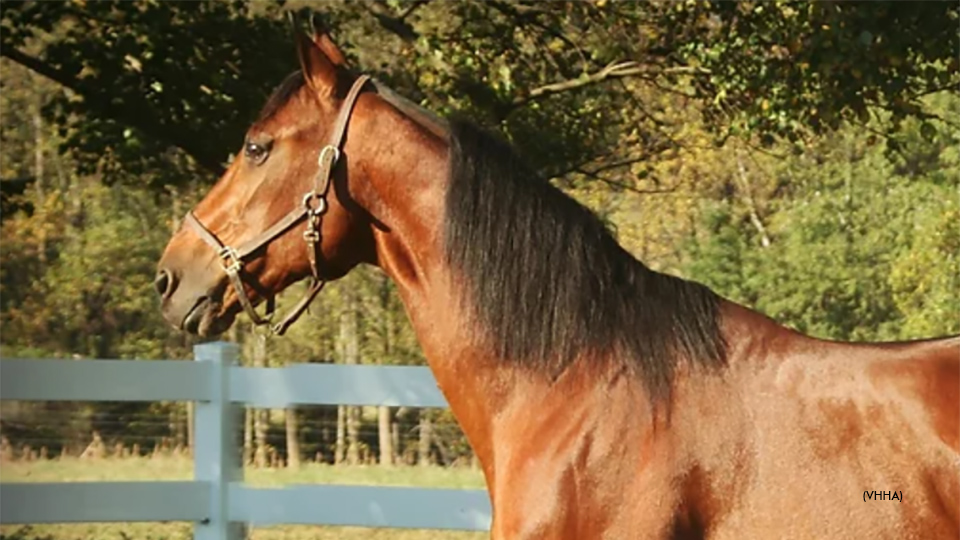 Virginia Stallion Auction To Benefit Retired Standardbreds