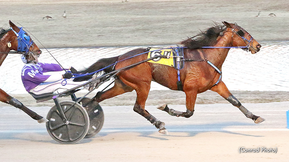 Sly Little Fox Dominates In Paver Final