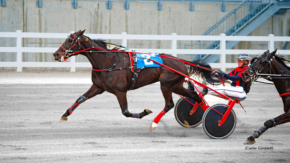 Buckys Angel Tops Preferred Trotters In London Debut
