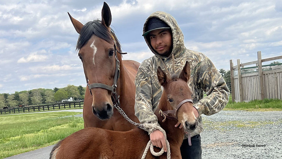 Clear Idea's First Foal Arrives