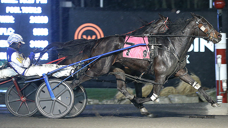 So Much More Stars In Mares Preferred