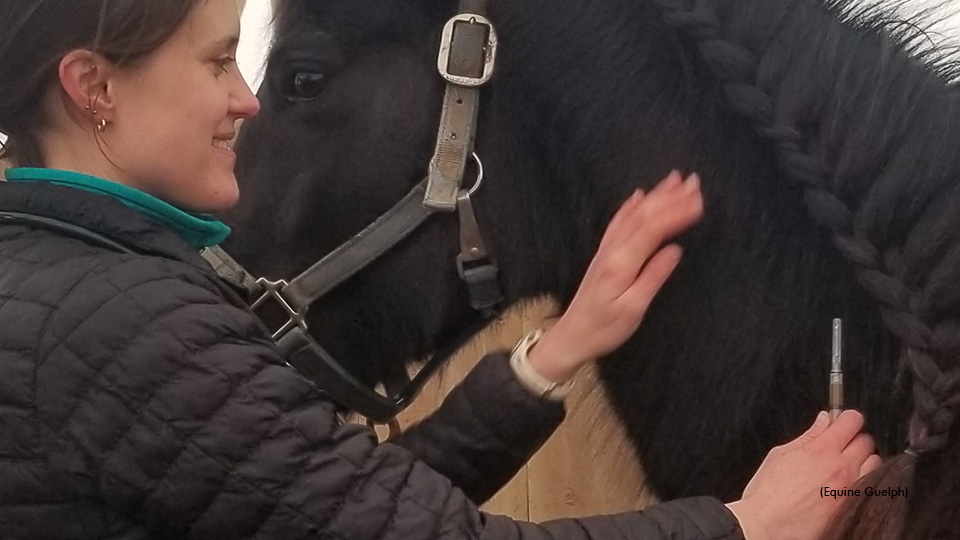 April Is Vaccination Education Month For Horse Owners
