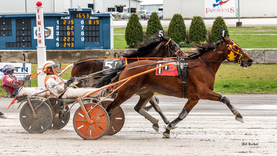 Wilberforce, Pembroke Joey Win At Buffalo