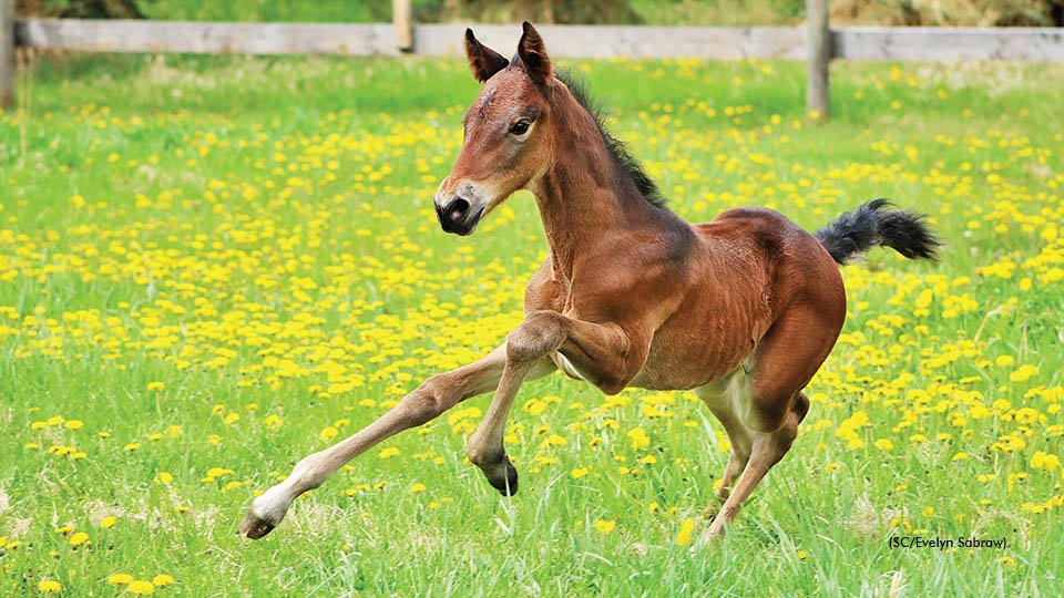 Foal Registration Deadline Approaching