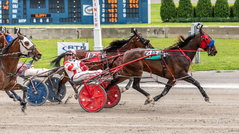 Pembroke Joey Wins Battle And War At Buffalo
