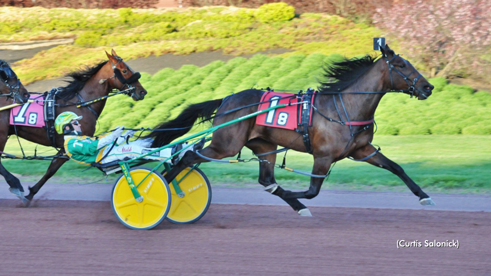 Treacherous Dragon To Debut For Takter