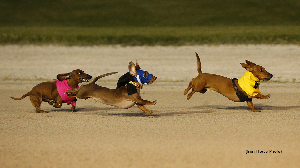 Wiener Dogs To Invade Meadows