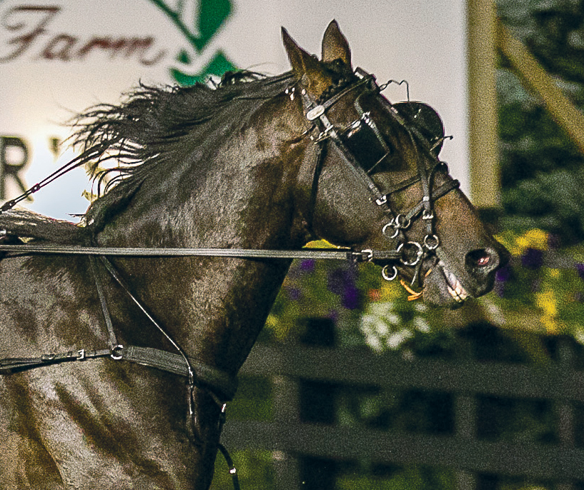 A Tale Of Two Grooms
