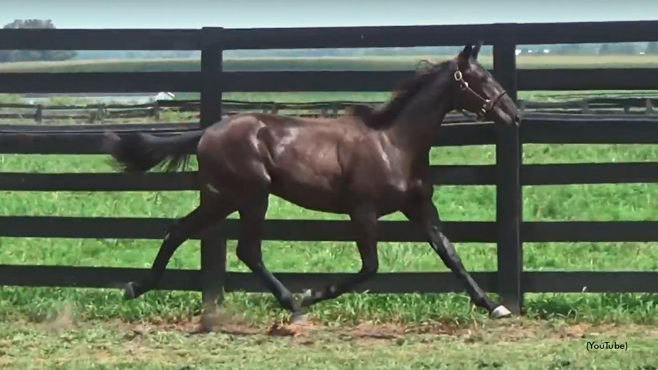 Canada's First Two-Year-Old Qualifying Winner
