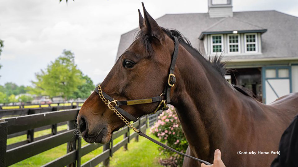 Marion Marauder Joins Kentucky Horse Park Hall Of Champions