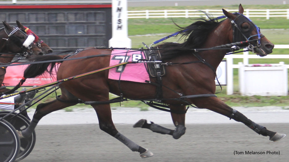 Patrikthepiranha A gobbles Up The Field At Plainridge
