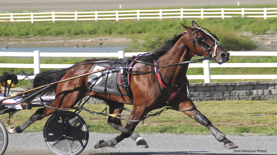Vel Mr Nice Guy, Mansome win Plainridge paces