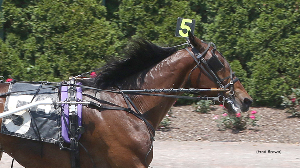 American Fling Aims For Perfect NYSS Record